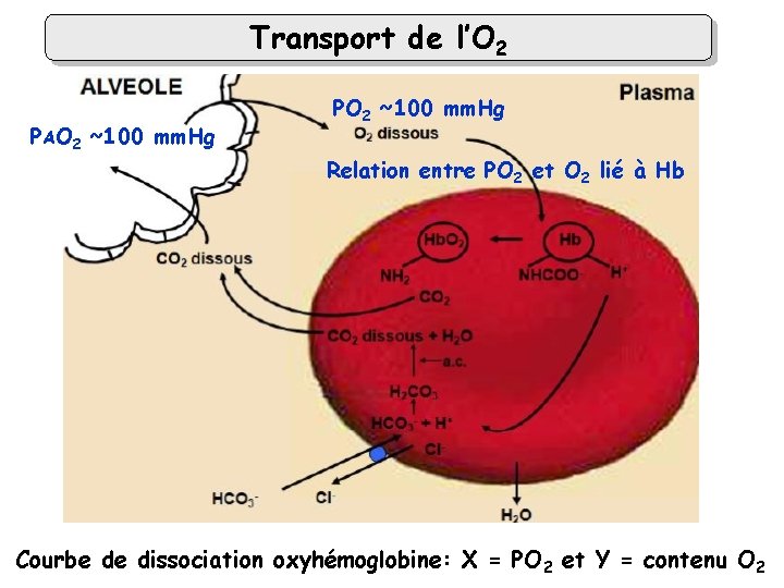 Transport de l’O 2 PAO 2 ~100 mm. Hg PO 2 ~100 mm. Hg