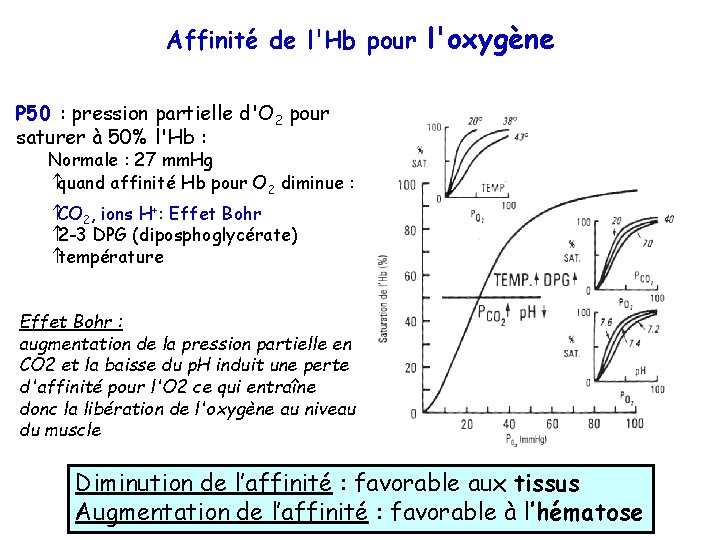 Affinité de l'Hb pour l'oxygène P 50 : pression partielle d'O 2 pour saturer