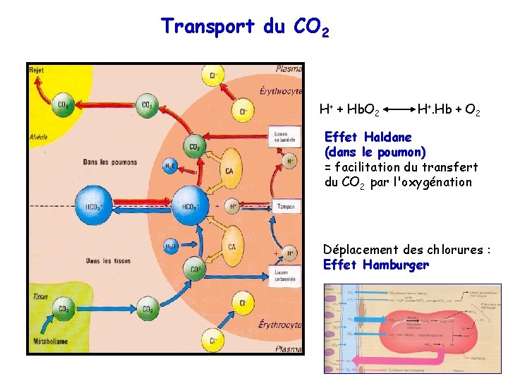Transport du CO 2 H+ + Hb. O 2 H+. Hb + O 2