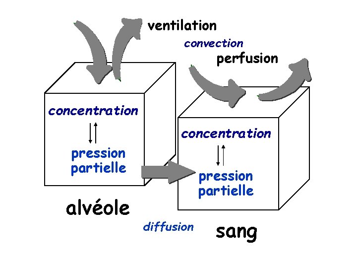 ventilation convection perfusion concentration pression partielle alvéole concentration pression partielle diffusion sang 