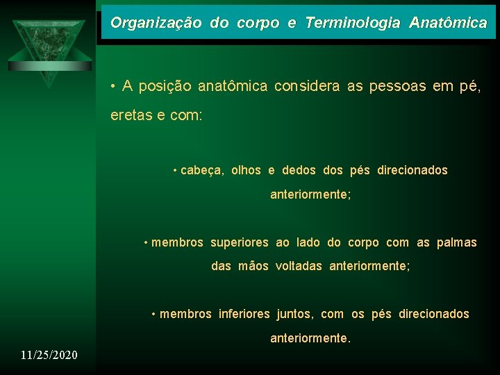 Organização do corpo e Terminologia Anatômica • A posição anatômica considera as pessoas em