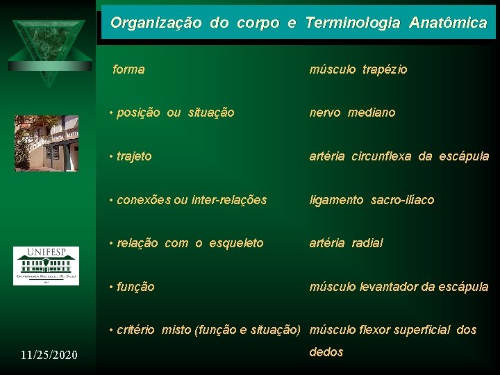 Organização do corpo e Terminologia Anatômica forma músculo trapézio • posição ou situação nervo