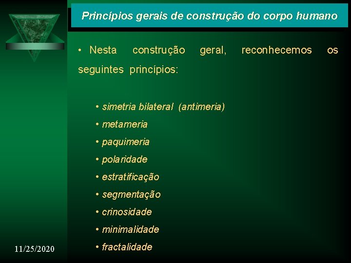 Princípios gerais de construção do corpo humano • Nesta construção geral, seguintes princípios: •