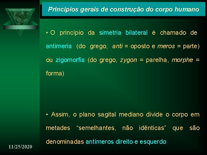 Princípios gerais de construção do corpo humano • O princípio da simetria bilateral é