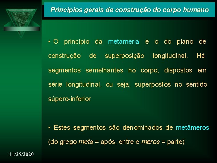 Princípios gerais de construção do corpo humano • O princípio da metameria é o