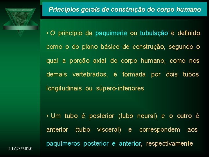 Princípios gerais de construção do corpo humano • O princípio da paquimeria ou tubulação