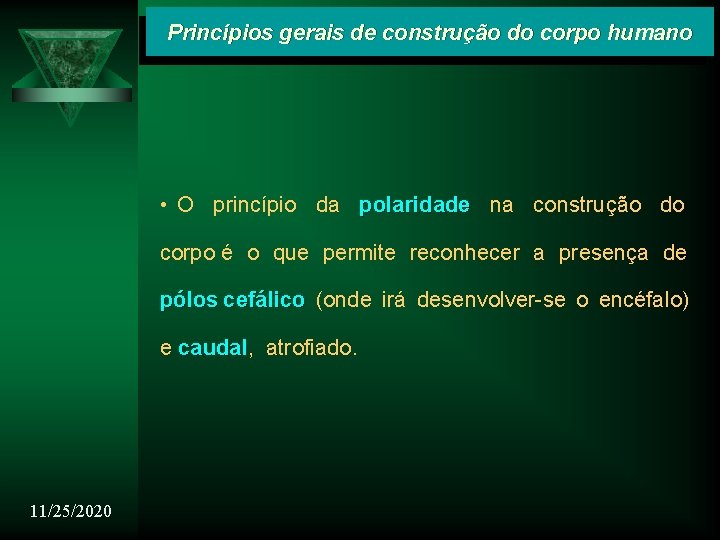 Princípios gerais de construção do corpo humano • O princípio da polaridade na construção