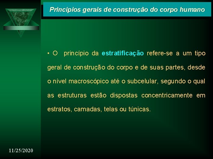 Princípios gerais de construção do corpo humano • O princípio da estratificação refere-se a