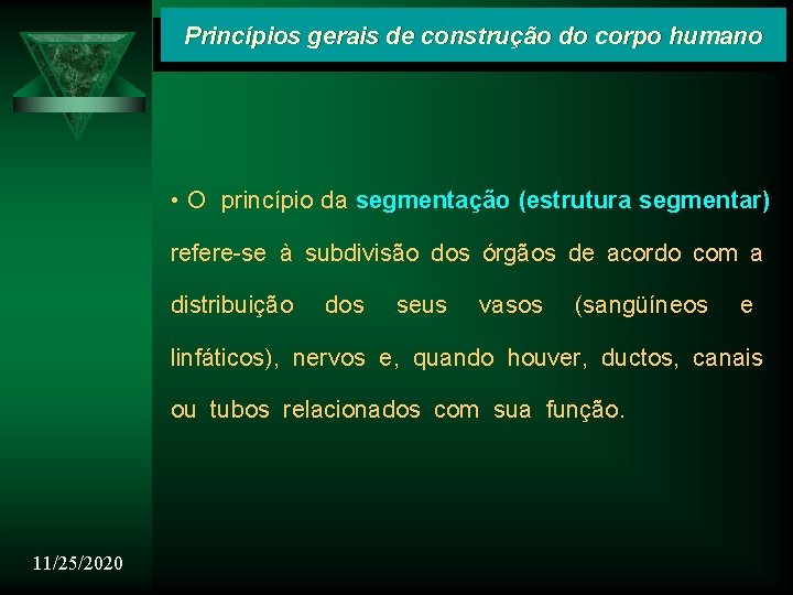 Princípios gerais de construção do corpo humano • O princípio da segmentação (estrutura segmentar)