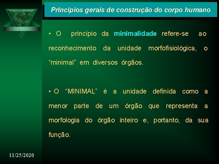 Princípios gerais de construção do corpo humano • O princípio da minimalidade refere-se reconhecimento