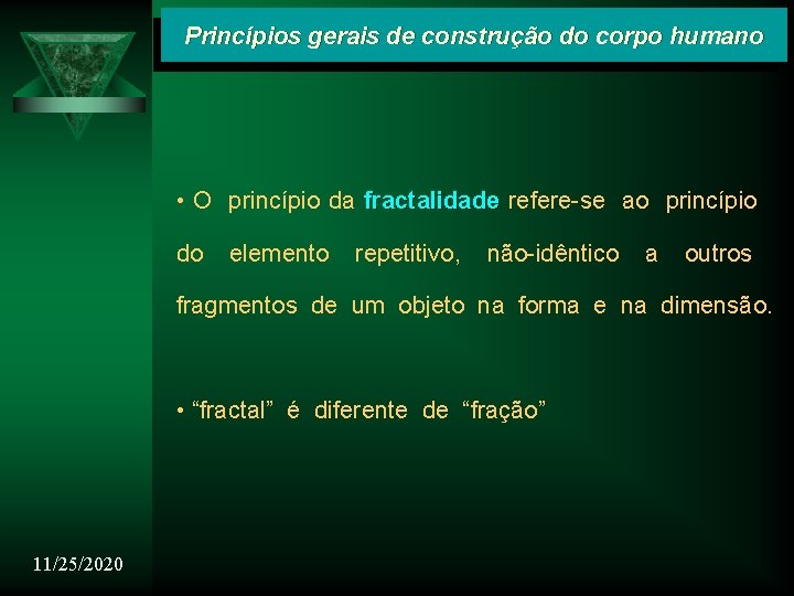 Princípios gerais de construção do corpo humano • O princípio da fractalidade refere-se ao