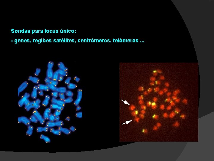 Tipos de Sondas: Sondas para locus único: - genes, regiões satélites, centrômeros, telômeros. . Tipos de Sondas: Sondas para locus único: - genes, regiões satélites, centrômeros, telômeros. .