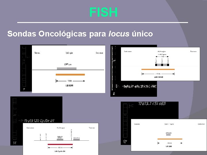 FISH Sondas Oncológicas para locus único FISH Sondas Oncológicas para locus único