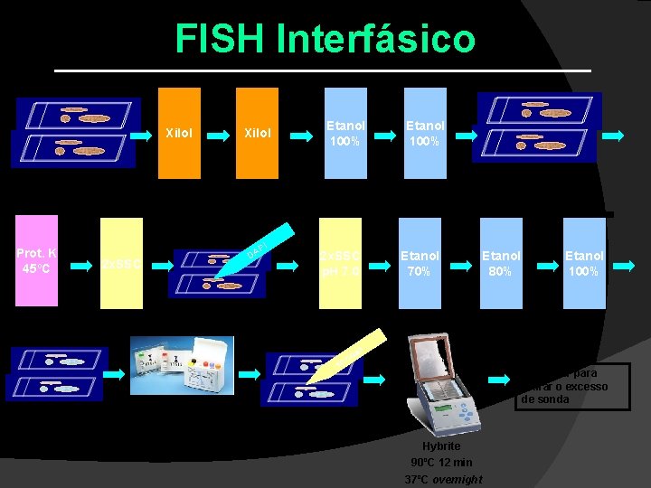FISH Interfásico Xilol Etanol 100% lâminas secar 5 min Prot. K 45ºC 5 min FISH Interfásico Xilol Etanol 100% lâminas secar 5 min Prot. K 45ºC 5 min