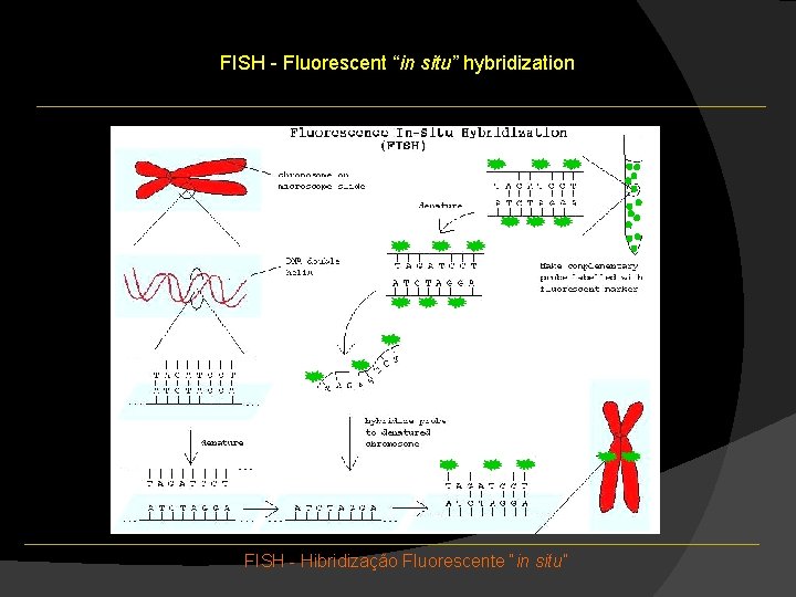 FISH - Fluorescent “in situ” hybridization FISH - Hibridização Fluorescente “in situ” FISH - Fluorescent “in situ” hybridization FISH - Hibridização Fluorescente “in situ”