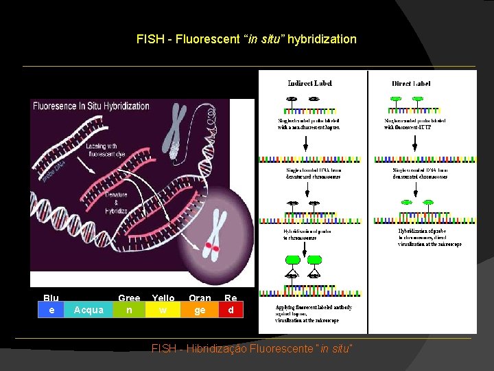 FISH - Fluorescent “in situ” hybridization Blu e Acqua Gree n Yello w Oran FISH - Fluorescent “in situ” hybridization Blu e Acqua Gree n Yello w Oran