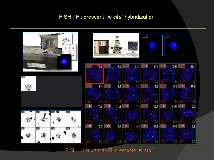 FISH - Fluorescent “in situ” hybridization FISH - Hibridização Fluorescente “in situ” FISH - Fluorescent “in situ” hybridization FISH - Hibridização Fluorescente “in situ”