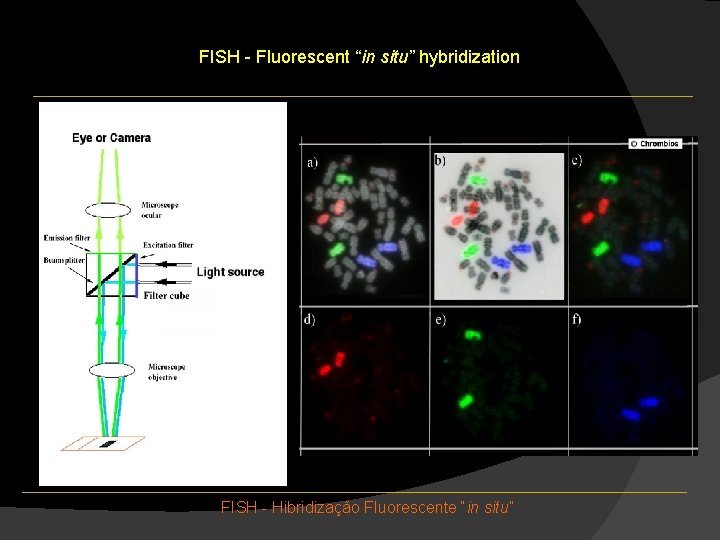 FISH - Fluorescent “in situ” hybridization FISH - Hibridização Fluorescente “in situ” FISH - Fluorescent “in situ” hybridization FISH - Hibridização Fluorescente “in situ”