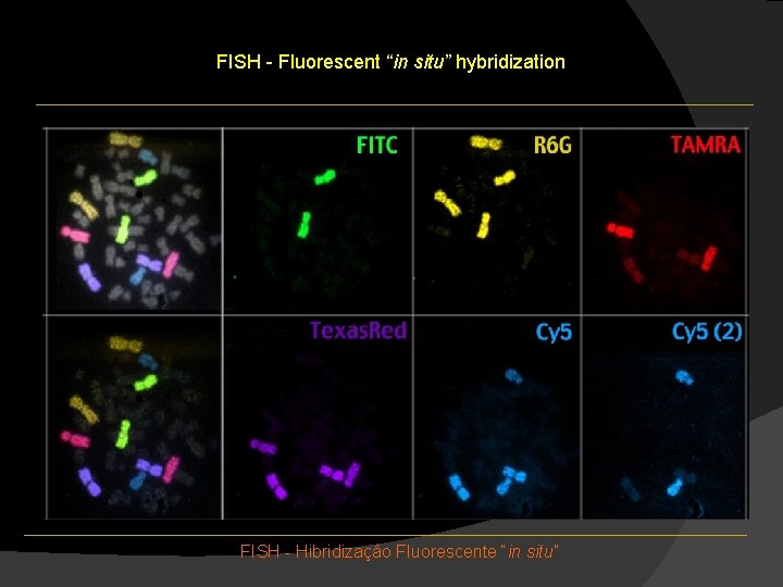 FISH - Fluorescent “in situ” hybridization FISH - Hibridização Fluorescente “in situ” FISH - Fluorescent “in situ” hybridization FISH - Hibridização Fluorescente “in situ”