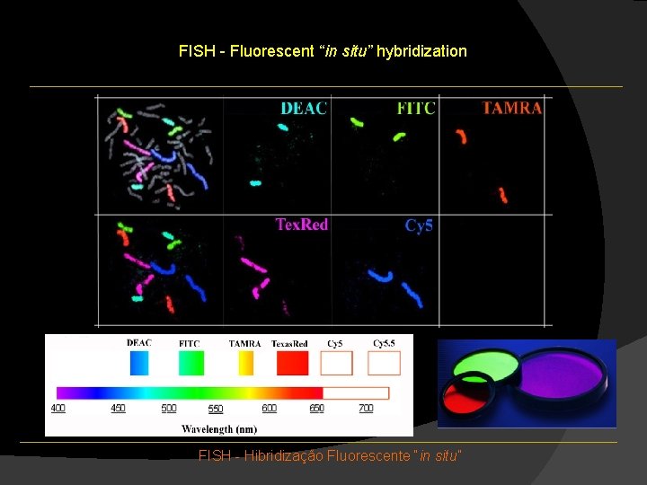 FISH - Fluorescent “in situ” hybridization FISH - Hibridização Fluorescente “in situ” FISH - Fluorescent “in situ” hybridization FISH - Hibridização Fluorescente “in situ”