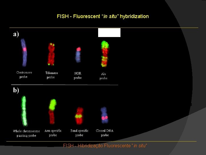 FISH - Fluorescent “in situ” hybridization Sondas para DNA repetitivo Sondas para seqüência única FISH - Fluorescent “in situ” hybridization Sondas para DNA repetitivo Sondas para seqüência única