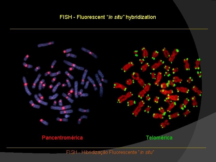 FISH - Fluorescent “in situ” hybridization Pancentromérica Telomérica FISH - Hibridização Fluorescente “in situ” FISH - Fluorescent “in situ” hybridization Pancentromérica Telomérica FISH - Hibridização Fluorescente “in situ”