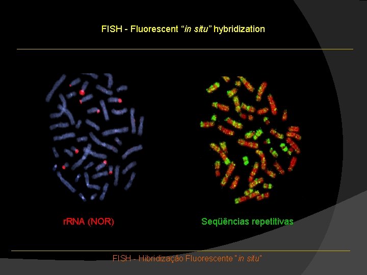 FISH - Fluorescent “in situ” hybridization r. RNA (NOR) Seqüências repetitivas FISH - Hibridização FISH - Fluorescent “in situ” hybridization r. RNA (NOR) Seqüências repetitivas FISH - Hibridização