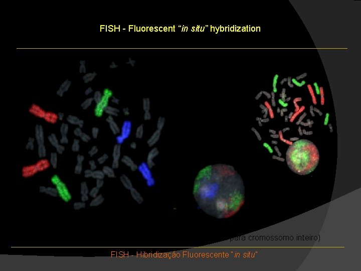 FISH - Fluorescent “in situ” hybridization WCP – Whole Chromosome Probe (Sonda para cromossomo FISH - Fluorescent “in situ” hybridization WCP – Whole Chromosome Probe (Sonda para cromossomo