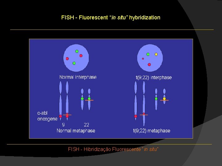FISH - Fluorescent “in situ” hybridization FISH - Hibridização Fluorescente “in situ” FISH - Fluorescent “in situ” hybridization FISH - Hibridização Fluorescente “in situ”