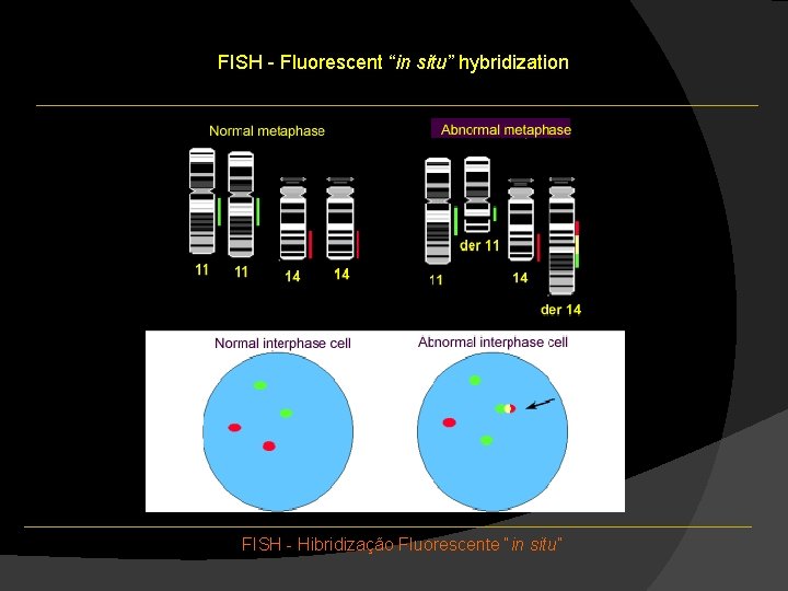 FISH - Fluorescent “in situ” hybridization FISH - Hibridização Fluorescente “in situ” FISH - Fluorescent “in situ” hybridization FISH - Hibridização Fluorescente “in situ”