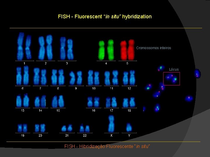 FISH - Fluorescent “in situ” hybridization Cromossomos inteiros Lócus FISH - Hibridização Fluorescente “in FISH - Fluorescent “in situ” hybridization Cromossomos inteiros Lócus FISH - Hibridização Fluorescente “in