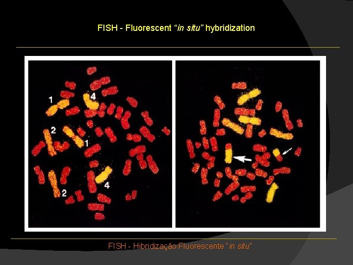FISH - Fluorescent “in situ” hybridization FISH - Hibridização Fluorescente “in situ” FISH - Fluorescent “in situ” hybridization FISH - Hibridização Fluorescente “in situ”