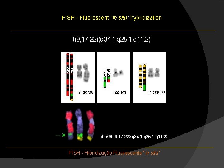 FISH - Fluorescent “in situ” hybridization FISH - Hibridização Fluorescente “in situ” FISH - Fluorescent “in situ” hybridization FISH - Hibridização Fluorescente “in situ”