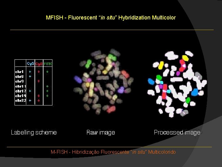 MFISH - Fluorescent “in situ” Hybridization Multicolor M-FISH - Hibridização Fluorescente “in situ” Multicolorido MFISH - Fluorescent “in situ” Hybridization Multicolor M-FISH - Hibridização Fluorescente “in situ” Multicolorido