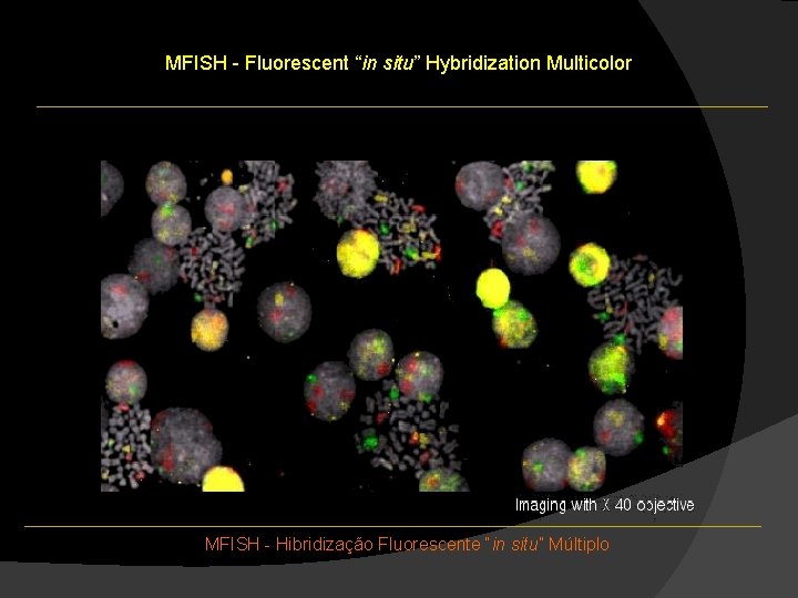 MFISH - Fluorescent “in situ” Hybridization Multicolor MFISH - Hibridização Fluorescente “in situ” Múltiplo MFISH - Fluorescent “in situ” Hybridization Multicolor MFISH - Hibridização Fluorescente “in situ” Múltiplo