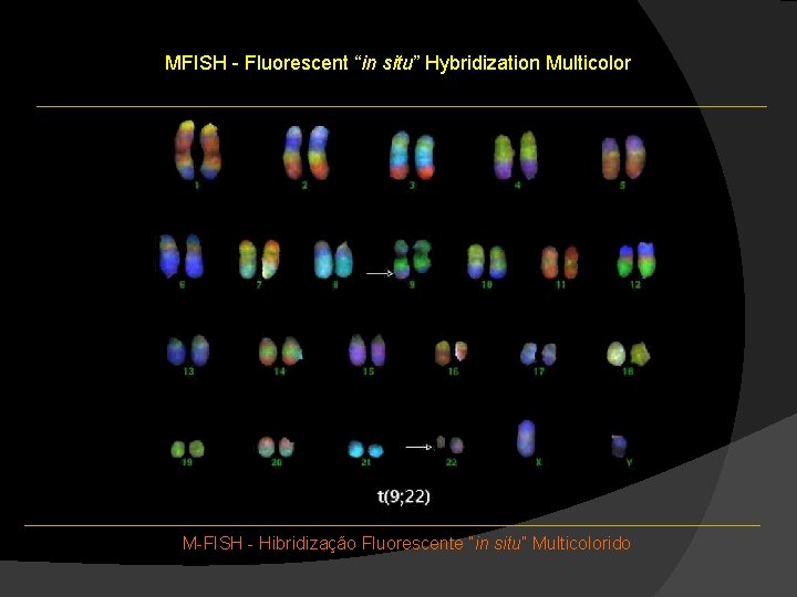 MFISH - Fluorescent “in situ” Hybridization Multicolor M-FISH - Hibridização Fluorescente “in situ” Multicolorido MFISH - Fluorescent “in situ” Hybridization Multicolor M-FISH - Hibridização Fluorescente “in situ” Multicolorido