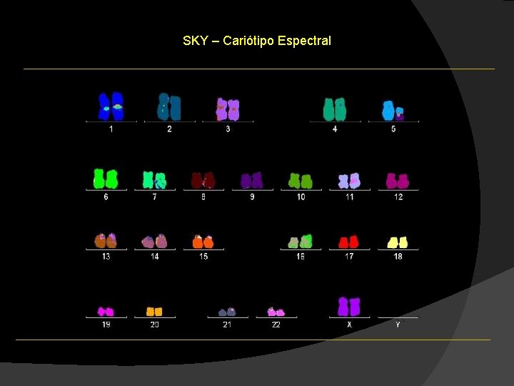 SKY – Cariótipo Espectral SKY – Cariótipo Espectral