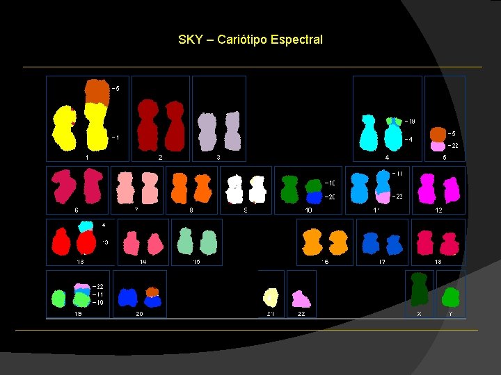 SKY – Cariótipo Espectral SKY – Cariótipo Espectral