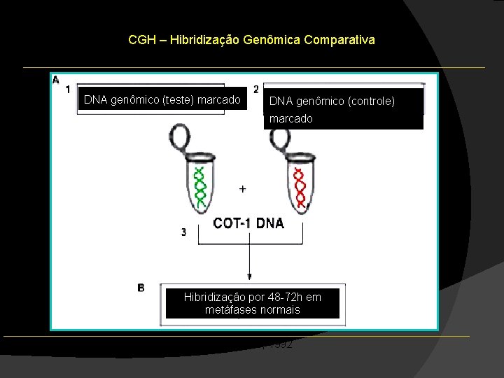 CGH – Hibridização Genômica Comparativa DNA genômico (teste) marcado DNA genômico (controle) marcado Hibridização CGH – Hibridização Genômica Comparativa DNA genômico (teste) marcado DNA genômico (controle) marcado Hibridização