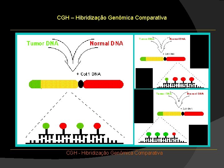 CGH – Hibridização Genômica Comparativa CGH - Hibridização Genômica Comparativa CGH – Hibridização Genômica Comparativa CGH - Hibridização Genômica Comparativa