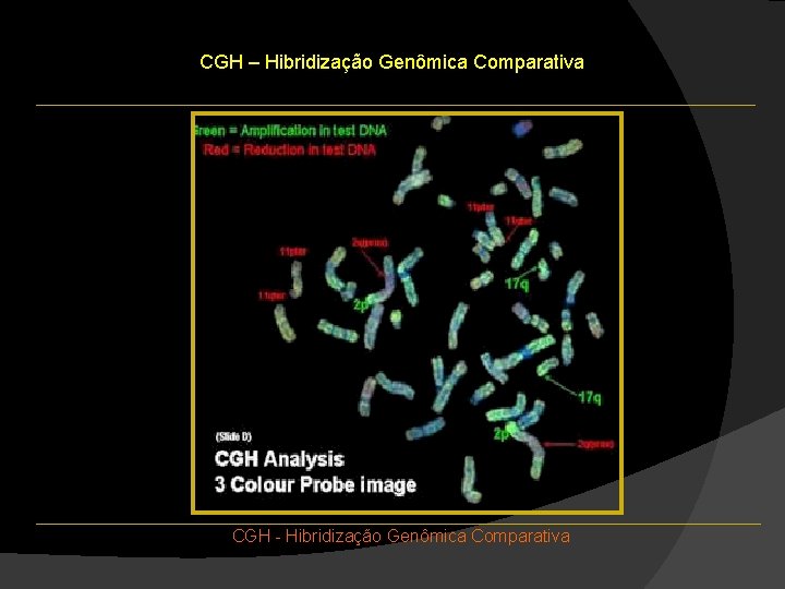 CGH – Hibridização Genômica Comparativa CGH - Hibridização Genômica Comparativa CGH – Hibridização Genômica Comparativa CGH - Hibridização Genômica Comparativa