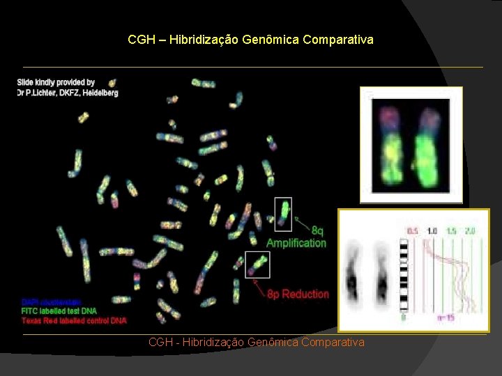 CGH – Hibridização Genômica Comparativa CGH - Hibridização Genômica Comparativa CGH – Hibridização Genômica Comparativa CGH - Hibridização Genômica Comparativa