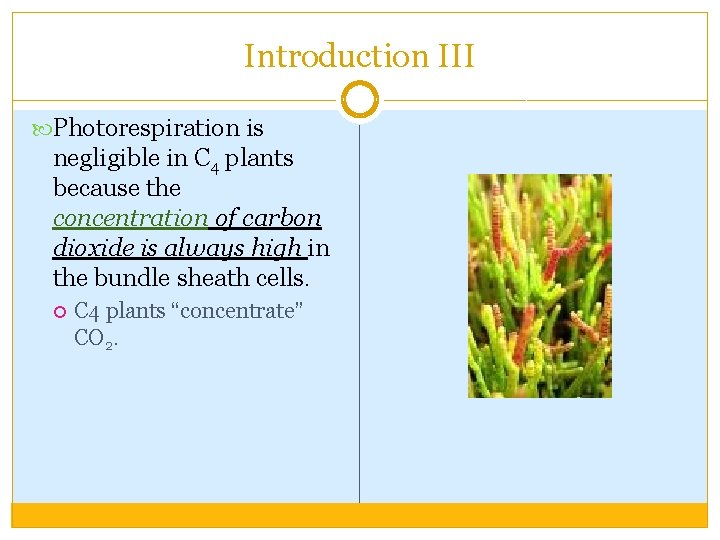 Introduction III Photorespiration is negligible in C 4 plants because the concentration of carbon