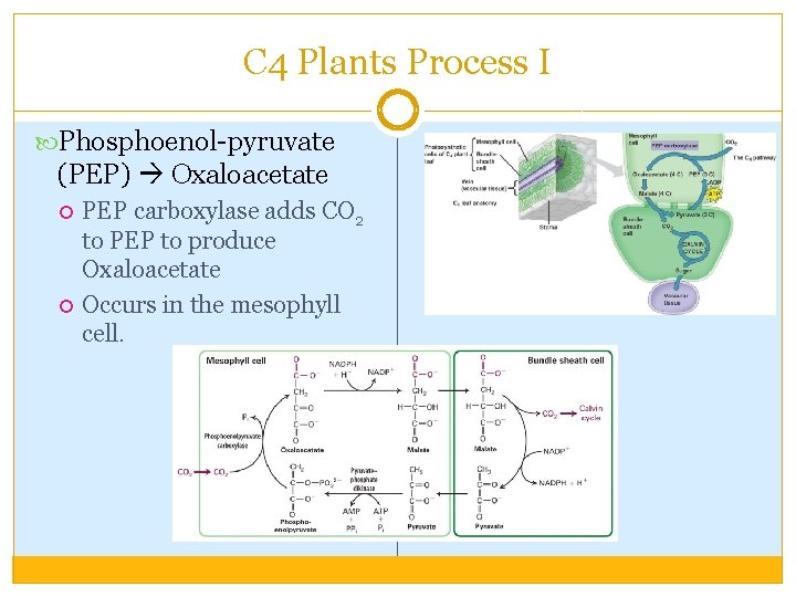 C 4 Plants Process I Phosphoenol-pyruvate (PEP) Oxaloacetate PEP carboxylase adds CO 2 to