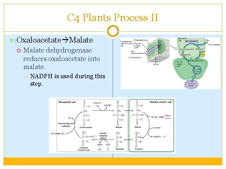 C 4 Plants Process II Oxaloacetate Malate dehydrogenase reduces oxaloacetate into malate. NADPH is