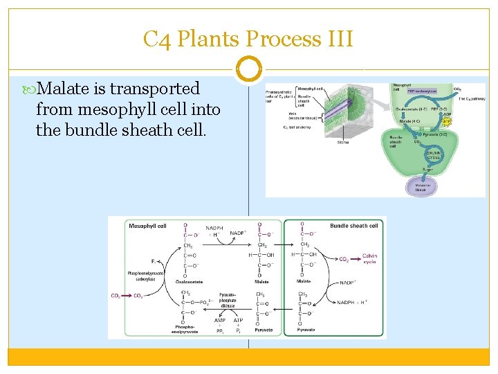 C 4 Plants Process III Malate is transported from mesophyll cell into the bundle