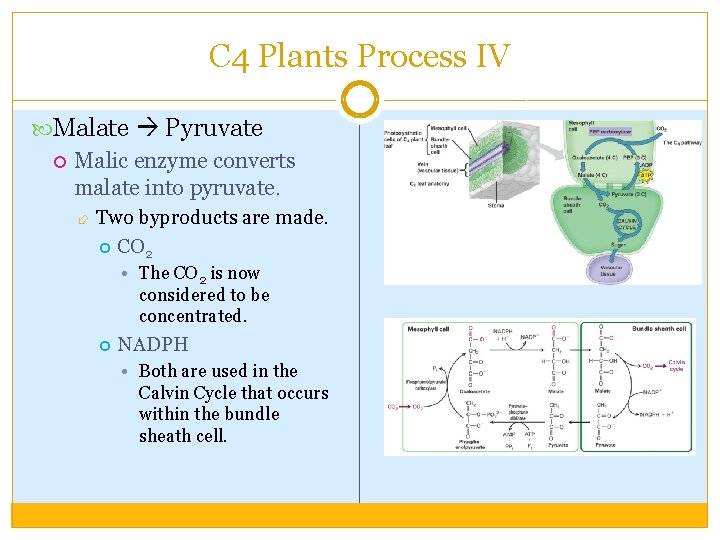 C 4 Plants Process IV Malate Pyruvate Malic enzyme converts malate into pyruvate. Two