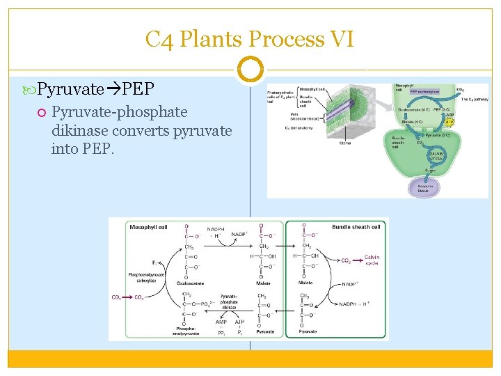C 4 Plants Process VI Pyruvate PEP Pyruvate-phosphate dikinase converts pyruvate into PEP. 