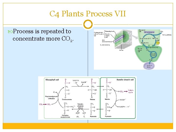 C 4 Plants Process VII Process is repeated to concentrate more CO 2. 