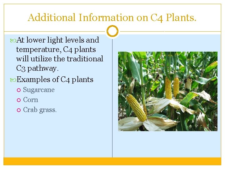 Additional Information on C 4 Plants. At lower light levels and temperature, C 4